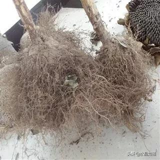 10种代表春天的动物，春天的动物有哪些（塞北动植物们话辛丑牛年时节）