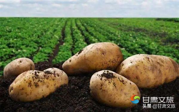 定西有什么特产，甘肃省定西十大特产（定西只有宽粉和土豆）