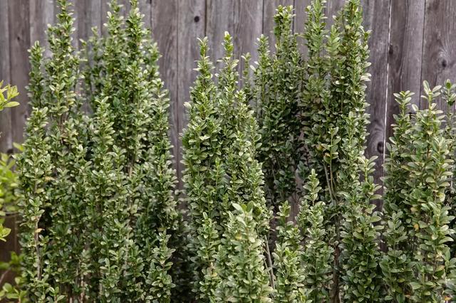 西洋接骨木的习性和用途详解，西洋接骨木的功效（40种适合庭院花园的常见灌木植物）