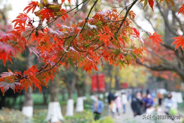 宽容个性话语，宽容个性话语怎么写（乐观的心态来自宽容）