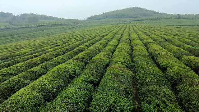 大武汉旅游年卡，武汉旅游攻略之大武汉年卡（《湖北旅游年卡》景点评测大全）