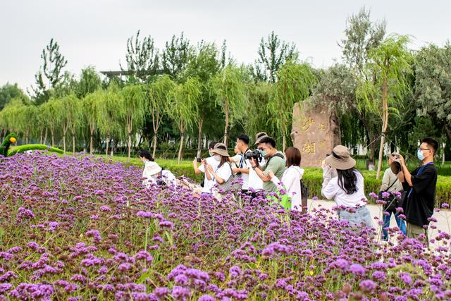 沙湖旅游景点介绍，宁夏沙湖旅游景点介绍（生态呵护成就沙湖“老”景区的“新”风貌）