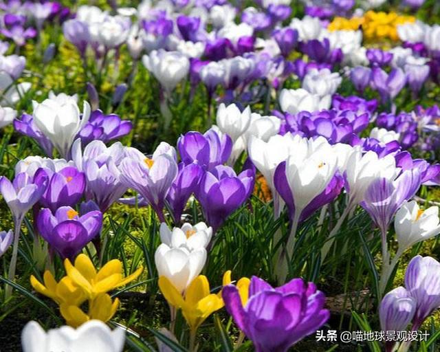 单子叶植物有哪些，各种叶子的用途（10种适合北方庭院种植的花镜植物）