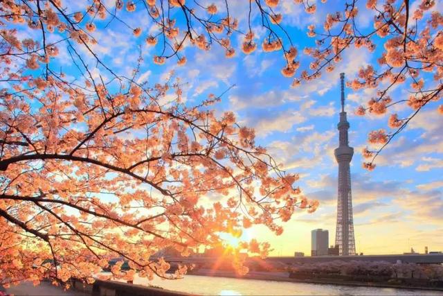 日本动漫留学条件和申请指南，日本动漫学校留学条件（想学日本的动漫专业）