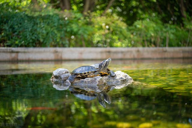 巴西龟可以吃吗，自养的巴西龟能吃吗（巴西龟在我国泛滥成灾）