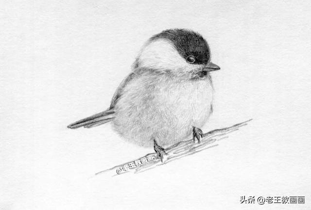 铅笔画入门教程，铅笔画萌少女入门教程（教你用铅笔画羽毛的质感）