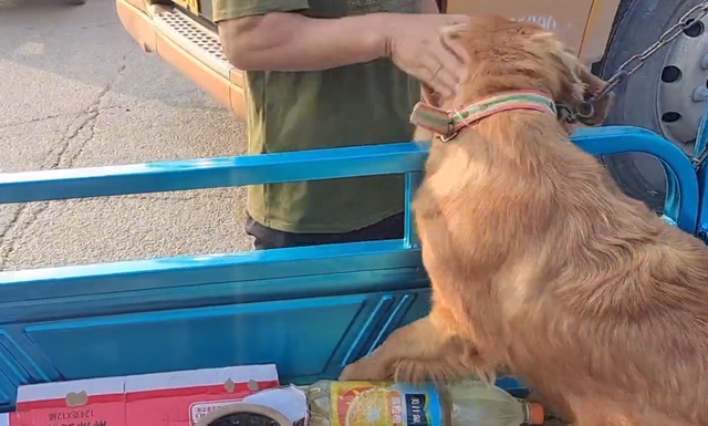 金毛寻回犬的价格，金毛寻回犬多少钱一只（还是在主人和路人的敲打下上狗肉车）