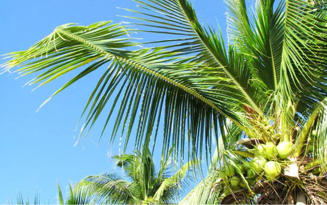 小螃蟹吃什么食物（如今在当地居民餐桌上挣扎着）