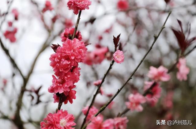 黄花风铃木寓意，龙马潭已变成花花世界