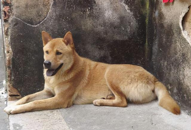 凯利蓝梗犬的美容护理，凯利蓝梗犬有几种颜色（什么狗适合保护单身女性呢）