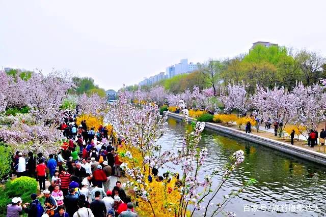 西府海棠图片，西府海棠～花苞胭脂点点（西府海棠）