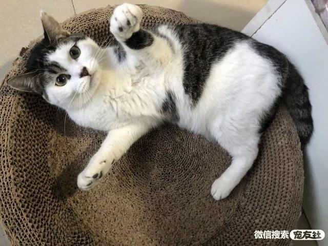 哪里会收养狗狗，如何领养狗狗（同城附近宠物店领养送养平台, 无偿幼猫咪狗狗救助-1216宠友社）