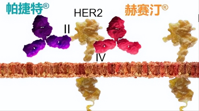 什么叫三阴三阳，什么是乳腺癌的“三阴、三阳、二阳、一阳”