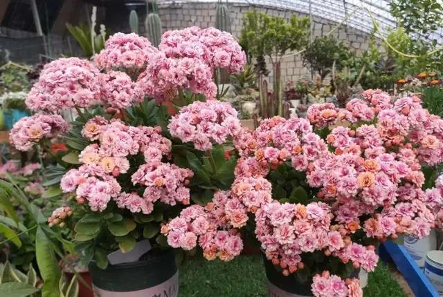 花的种类及花语，花的种类及各自花语（常见植物图鉴，出门识花不求人）