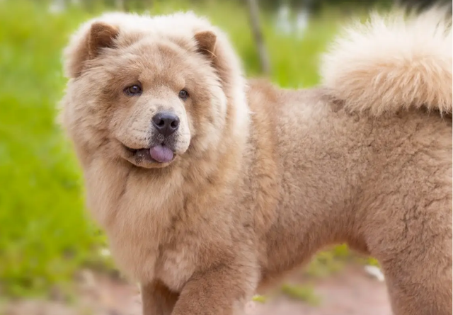 哪种狗狗比较好养，哪种狗狗好养（国内7大最好养的狗）