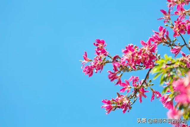 紫荆花的象征意义，紫金花阅读理解答案紫荆花的象征意义（紫荆花开照眼明）
