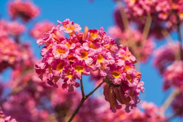 紫花风铃木可以盆栽吗，紫花风铃木北方能成活吗（分享——紫花风铃木）