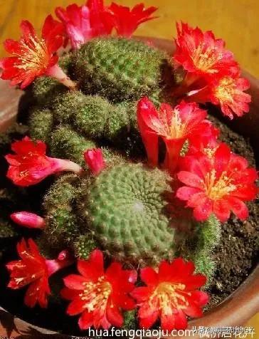 子孙球的风水学应用-子孙球在家居中的作用，子孙球寓意（分享—子孙球开花图片大全）