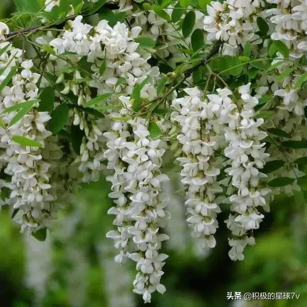 各种花的花语及寓意花语，各种花的花语和象征（你知道这些花的花语吗）