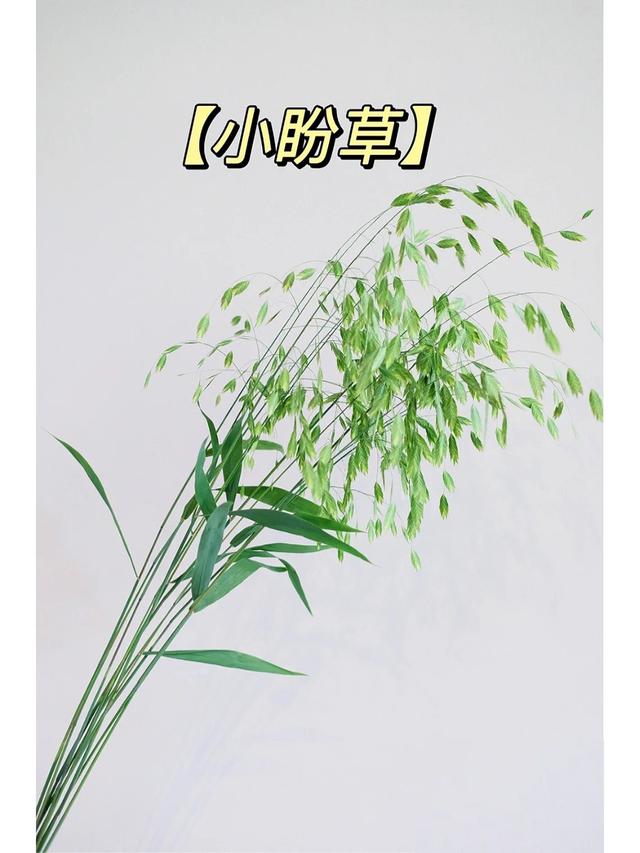 尤加利叶的花语是什么，尤加利叶属于什么类型的花材（花植店常用9种配草分享）