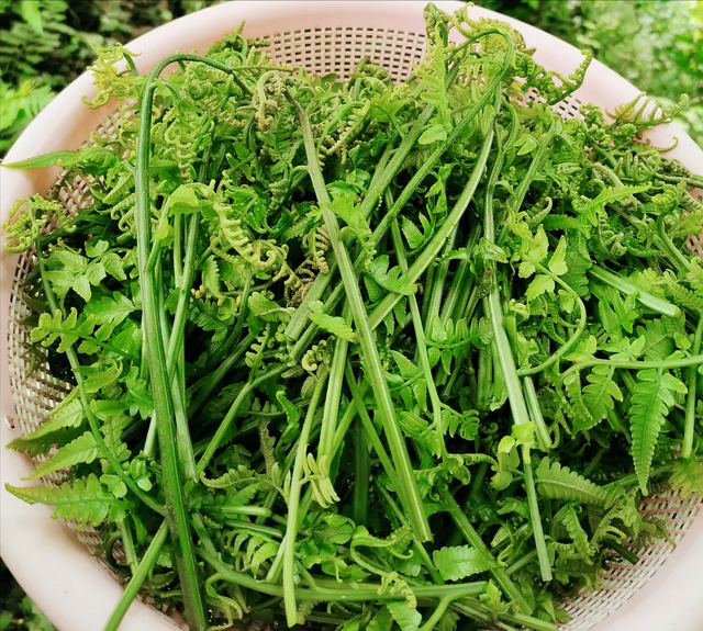 水蕨菜和山蕨菜的区别有哪些，山野菜水蕨菜（被称为山菜之王的蕨菜会不会致癌）