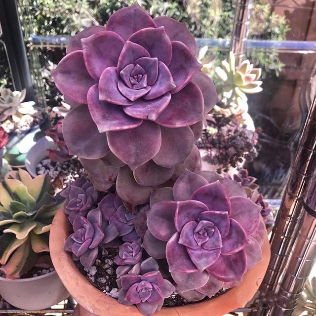 养着省心颜值高又爱长爆盆的多肉，这些多肉大普货