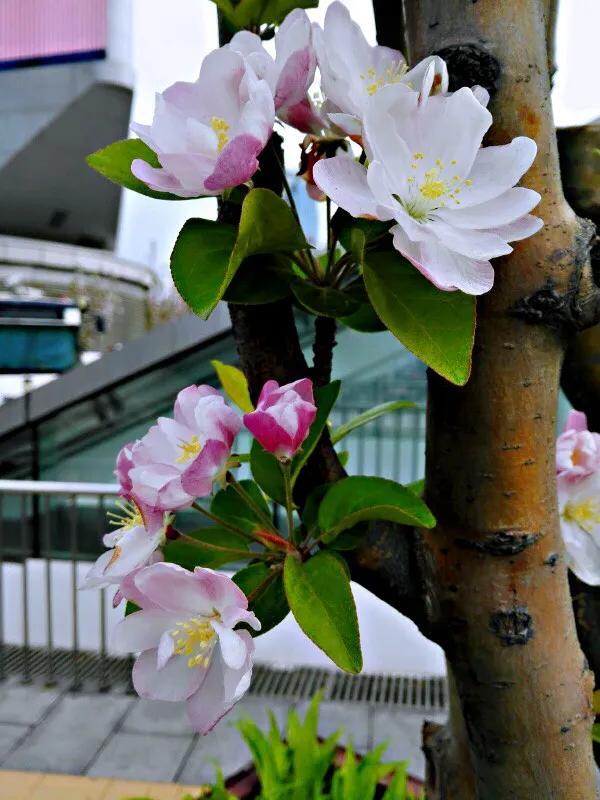 西府海棠图片，西府海棠～花苞胭脂点点（西府海棠）