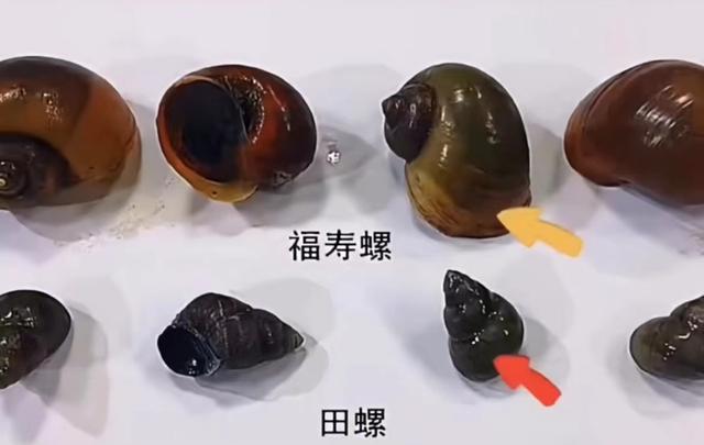 福寿螺与田螺的区别在哪，福寿螺和田螺的区别（一招教你区别福寿螺和田螺）