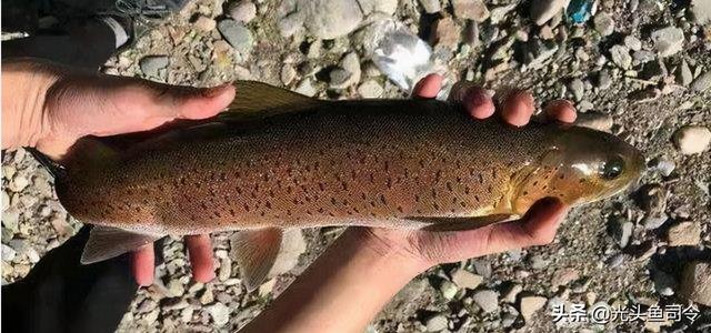 长江名贵鱼前十名，10大凶猛淡水鱼（我国保护的鱼类有87种）