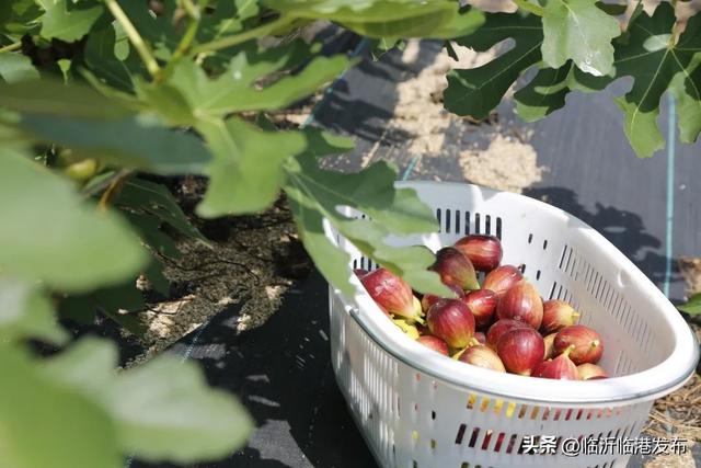 布兰瑞克无花果，布兰瑞克无花果苗行情（临港无花果采摘正当时，约起）