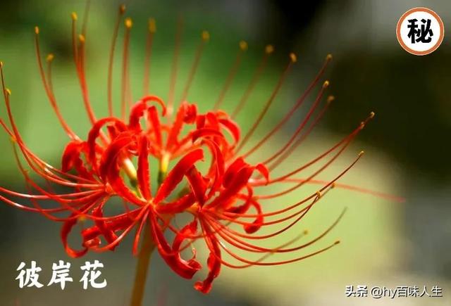 彼岸花什么时候开花，彼岸花一般什么时候开花（彼岸花——黄泉路上唯一的风景）