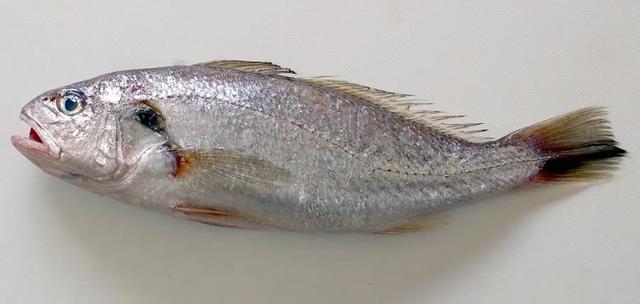 小黄鱼长大后会不会变成大黄鱼，为什么小黄鱼长不成大黄鱼（这几种鱼样子都很相似）