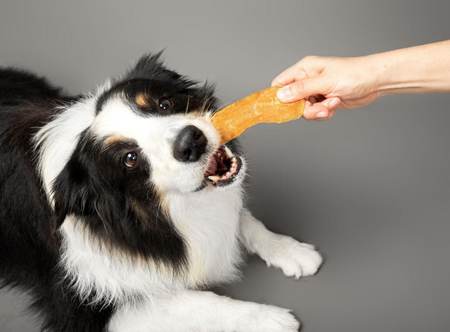 好狗的特征，好狗有什么特征（狗狗有这些“特征”）