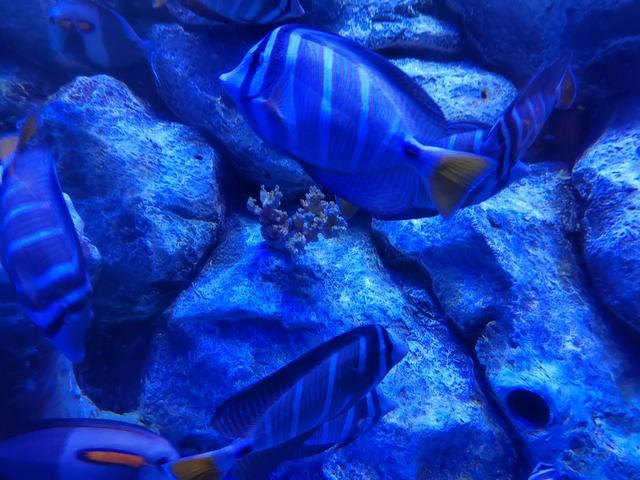 厦门椰风寨游乐场，厦门十大人少好玩的景点是什么（厦门旅游推荐之椰风寨海洋科普乐园）