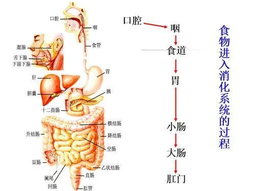什么是饴糖，中药饴糖哪里有卖（糖与我们的“亲密关系”）