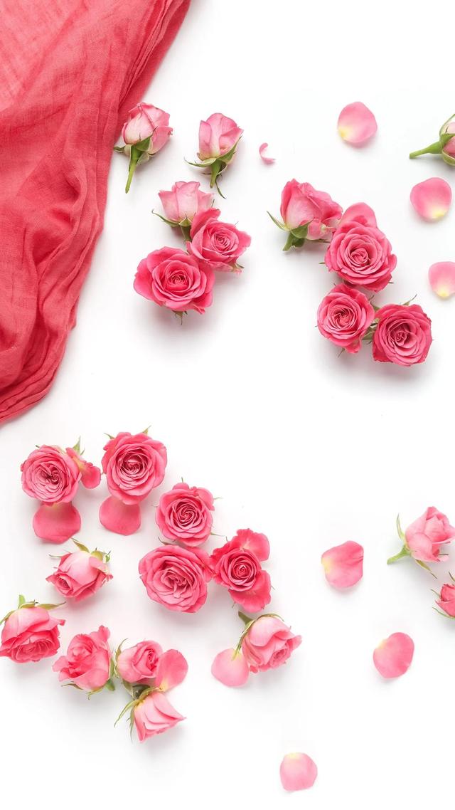 唯美图片‖玫瑰花.,玫瑰花图片大全(唯美玫瑰花手机壁纸)