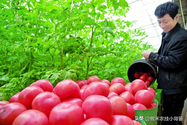 3的立方根是多少，3的3次方是多少（才能让蔬菜长得好、产量高、收益高）