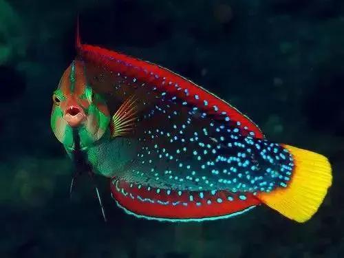 100多种神仙鱼欣赏，鳕鱼图片大全