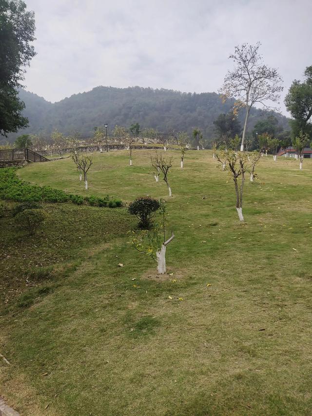 歌乐山森林公园，重庆旅游必去景点（歌乐山国家森林公园）