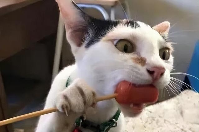 怎样给小猫喂猫粮，猫粮怎么给小猫吃（错了，附上改善猫咪饮食的技巧）