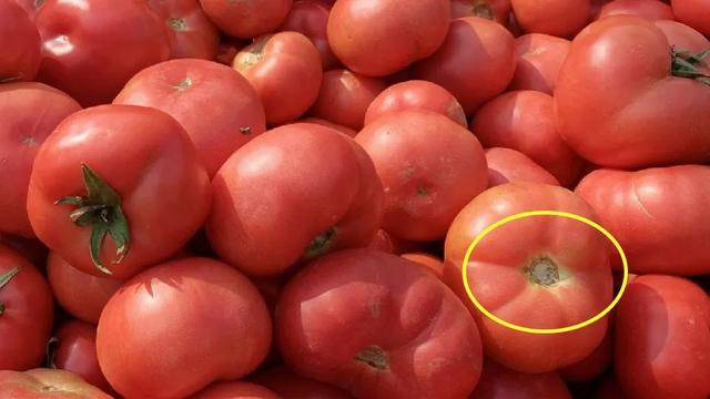 如何辨别正宗西红柿，教你几个挑西红柿的小技巧