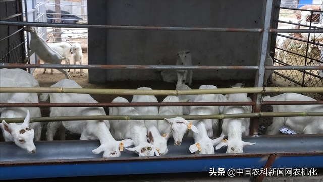 羊奶粉哪个好，羊奶粉哪个好吸收（千阳县莎能奶山羊“借羊还羊”模式带动产业发展）