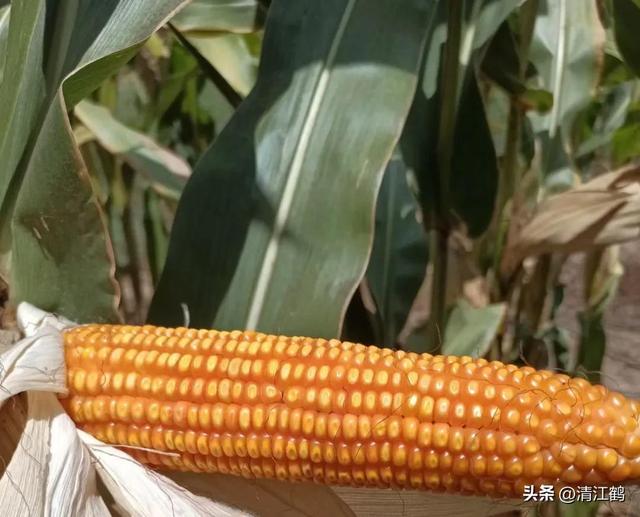 怎么判断玉米熟没熟，怎样判断玉米熟没熟（在“假熟”期收获玉米会“得不偿失”）