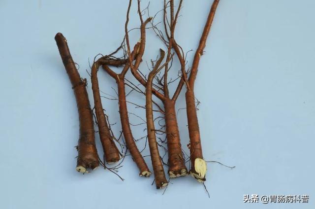 曼陀罗花的图片，曼陀罗花是什么（301味中药材的原植物彩色图谱）