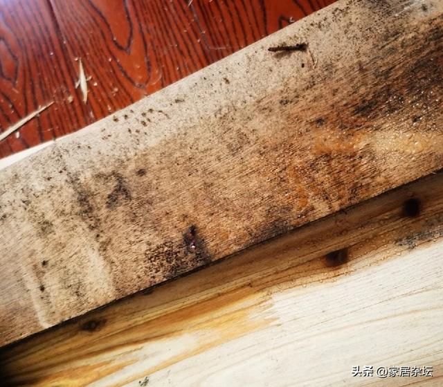 榻榻米什么意思，榻榻米是什么（不会再装榻榻米）