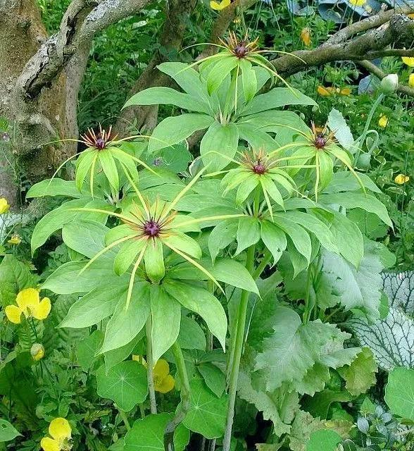 野生七葉一枝花是保護植物嗎(一種名貴藥材,大山深處的珍稀瀕危植物)