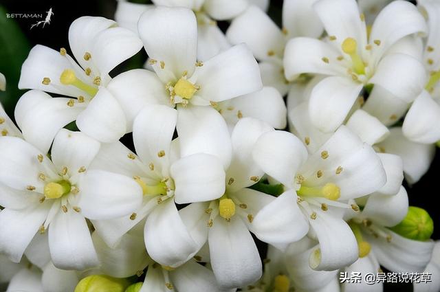 七里香花语，七里香花语象征与寓意（七里香：七里香歌好听）