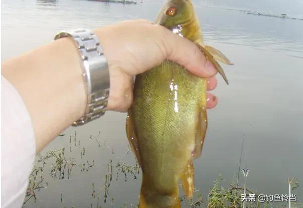 丁鱼岁（丁鱼系），怎样垂钓有皇家宠鱼之称的丁鱥（鱼丁系是啥）