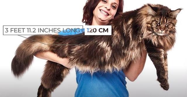 猫的种类图片及名称，猫的种类图片及介绍（猫的种类和性格特点）