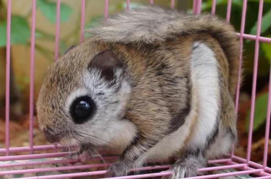 蜜袋鼯，有什么优点和缺点（蜜袋鼯多大成年）